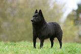 SCHIPPERKE 836